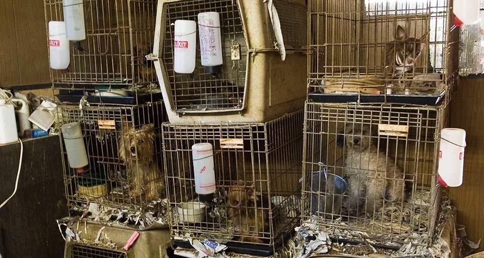 this is a puppy mill